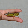 Spur Throated Grasshopper