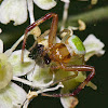 Crab Spider