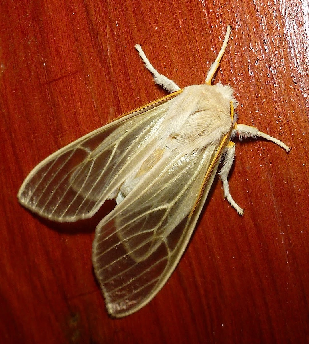 Golden Tiger Moth