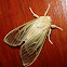 Golden Tiger Moth