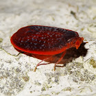 Red fingernail bug