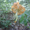 American Tiger Lily