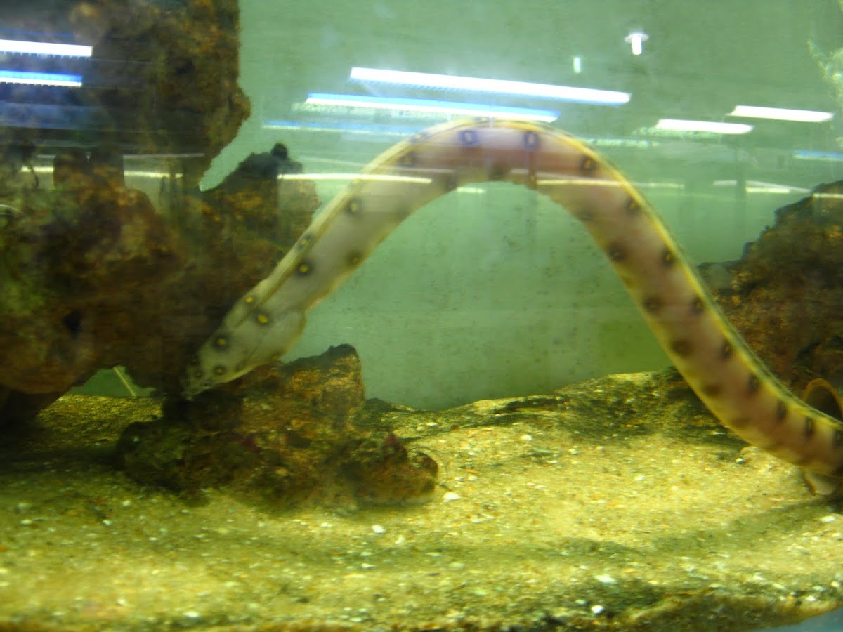 Goldspotted eel