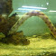 Goldspotted eel
