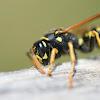 Wasp - Polistes dominula