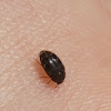 Glabrous Cabinet Beetle