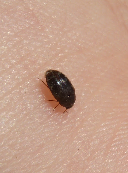 Glabrous Cabinet Beetle | Project Noah