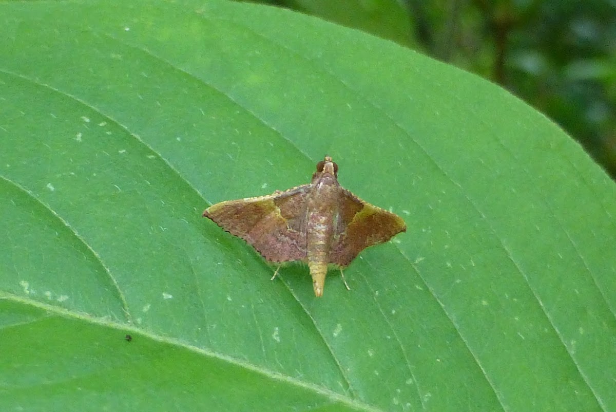 Pyralid Moth