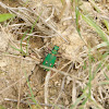 Green Tiger-Beetle