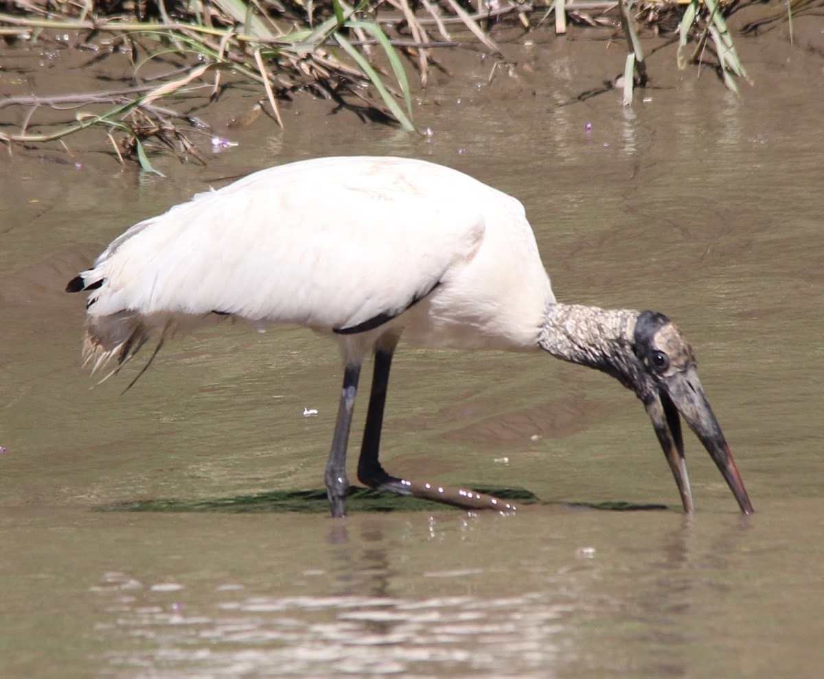 Wood Stork