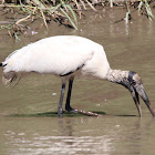 Wood Stork