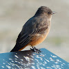 Say's phoebe