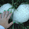 Giant puffball