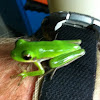 Green treefrog