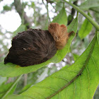 Gusano ratón (Megalopyge moth caterpillar)