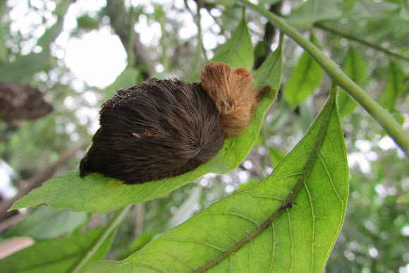 Gusano ratón (Megalopyge moth caterpillar) | Project Noah