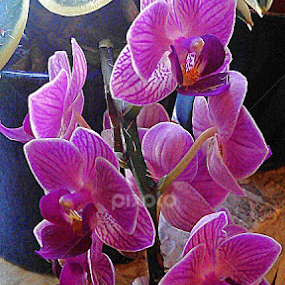 They look gorgeous, today..! by Lilly Revheim - Flowers Flower Gardens