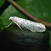 Grass miner moth