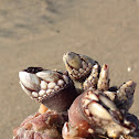 Gooseneck barnacle