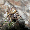 Walnut Orb-Weaver Spider