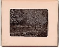 Jonge nootmuskaatbomen