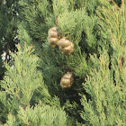 Bald-cypress(Cipreste-calvo)