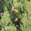 Bald-cypress(Cipreste-calvo)