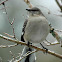 Northern Mockingbird