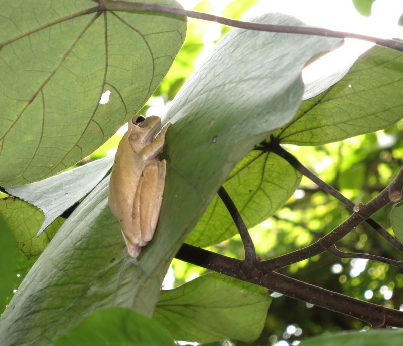 common tree frog