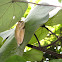 common tree frog