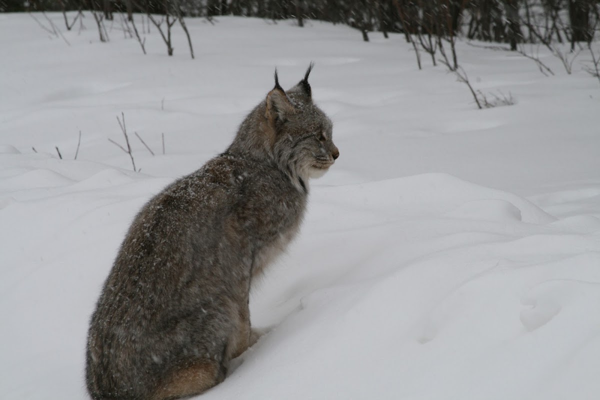 Canadian Lynx