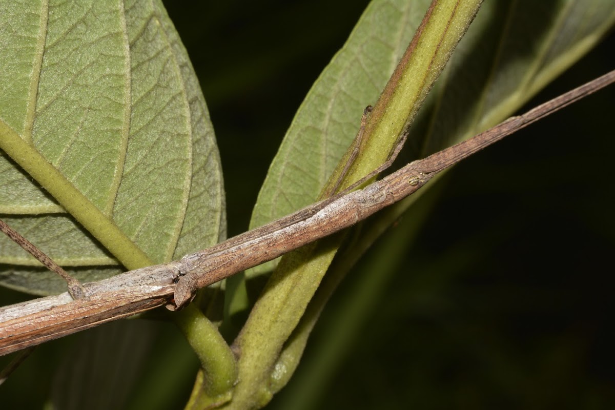 Winged Stick Insect - Female