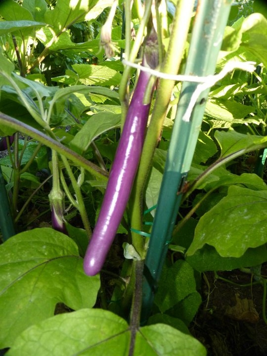 Eggplant var. Ichiban
