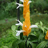 orange-white flower