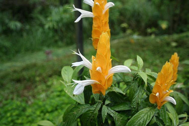 orange-white flower