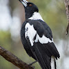 Australian Magpie