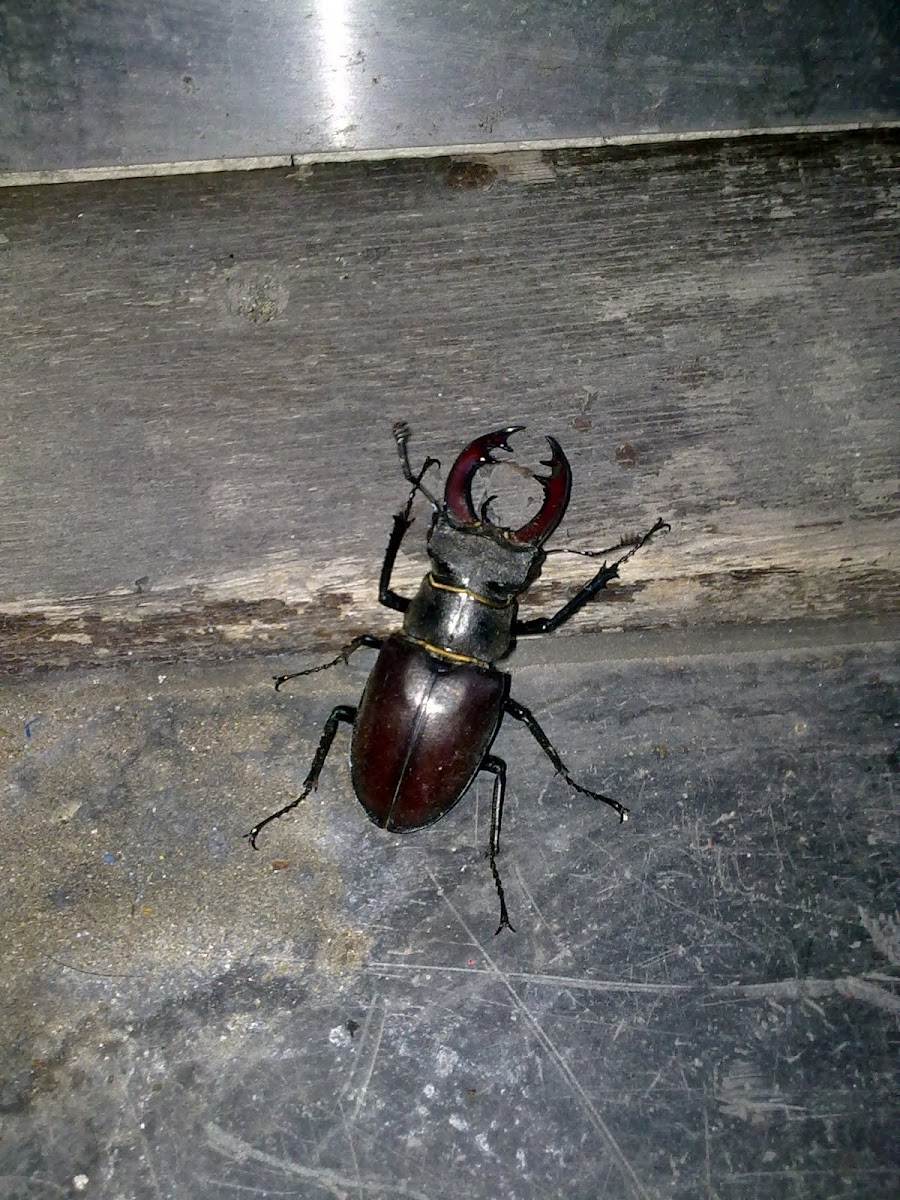 Common Stag Beetle