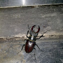 Common Stag Beetle