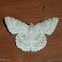 Geometrid Moth