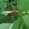 Bow-legged bug