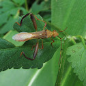 Bow-legged bug