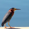 Green Heron