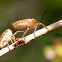 Sunflower seed bug