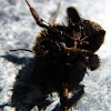 Large earth-bumblebee