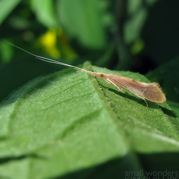 Longhorned Caddisfly Project Noah