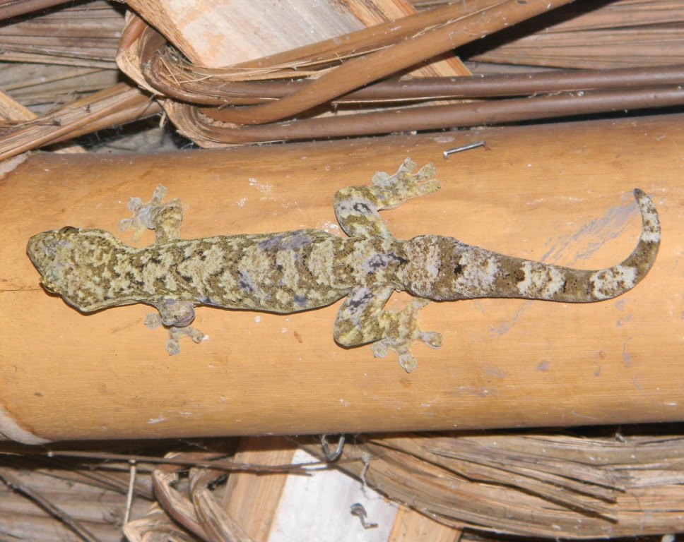 Salamanqueja - Turnip-tail gecko