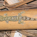 Salamanqueja - Turnip-tail gecko