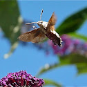 Bee Moth or Hummingbird Hawk-moth