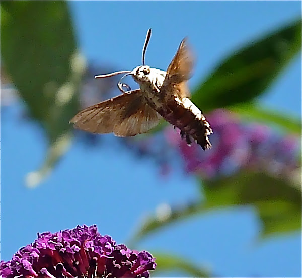 Hummingbird hawk-moth - Wikipedia