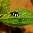 Ladybird beetle